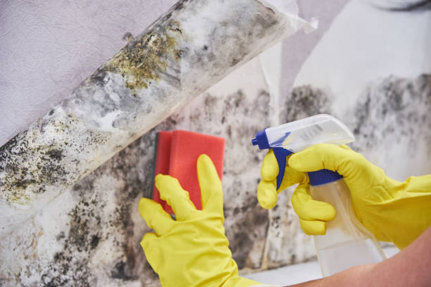 Best Biohazard Mold Removal  in Arlington, MN